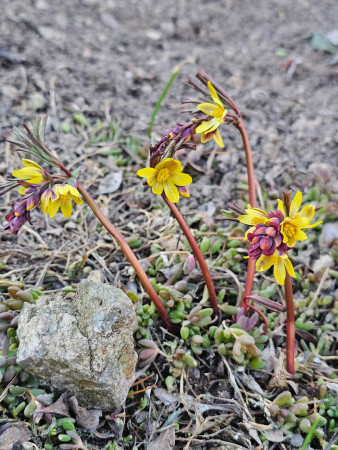Gymnospermium albertii